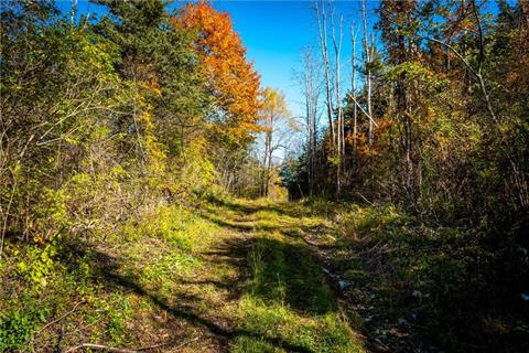 Farm road through woods.