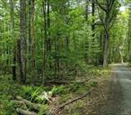 Calling all builders: an expansive 16+ acres of level, wooded land, with great potential. A perfect get-a-way location w/your dreams in mind for a summer home/winter home, or forever home. Zoned as Mountain Greenbelt with permitted uses and/or special permit uses. Typically, 10 acres are required to build, however, the town will consider a soil density test to determine if more than one structure is permitted. Recently constructed cell towers for much improved cell/cable service. Prime location for the outdoor enthusiast. Enjoy hiking, biking, motorcycling, enjoying the countryside from both land or air. Sightseeing, airplane rides to rent, boasting views of the magnificent, Catskill Mountains. Or, for the excitement of your indoor and nightlife entertainment, only 20 minutes from Resorts World Casino in the Catskills. Legoland for the whole family.  All this within two hours of NYC, yet a world away! Additional Information: SoilType:Unknown,
