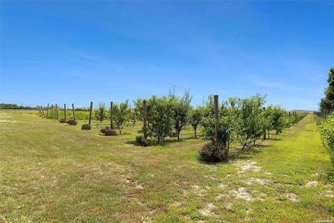 Fruit Trees