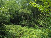 Wooded and level building lot in Salem Ridge subdivision. This property allows for maintaining privacy with use of layout, depth and current vegetative state. Short trip to Liberty, Parksville, Livingston Manor, and Roscoe.