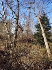 Builder&rsquo;s Dream!! 1/2 acre of untouched residential buildable land with getting proper permits in the Village of Patchogue. Located on dead end street with only 2 other homes. Across from Preserved Land Called Forever Wild which cannot be built on. Have Survey .Lots are Seperate.