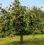 Orchards, Orchards, Orchards. The land is an apple orchard and the town will allow you to build one house on each lot. The property has front footage on Lattintown Road and is a well traveled country road. The pictures show the trees in bloom with golden delicious apples. This property has many uses from: A farmer who just wants a small orchard, someone who wants to build a home on the land or a vacationer who wants to get away. If you need help with the orchard you can hire a local farmer to tend to the apple trees.