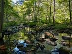 Build your dream home in a quiet secluded glen, opposite 14, 086 acre Fahnestock State Park. Come and explore eight-plus acres of park-like forest. A brook cuts through, three-minute walk in from the road, that runs year-round, fed from the park at Canopus Lake, stocked with game fish. Buyer is to obtain any and all requirements for a building permit which is required to build on this property. This 8.66 acres is towards the end of the dead end road located after house #205 on left and is Surrounded by Fahnestock State Park with 7.3 miles of hiking trails. There is 309 feet of road frontage which provides direct access to power & fiber internet, property widens in the back. No one can build behind because the property abuts The Appalachian Trail. State land is across the street so no one can build there. Property is located 20 minutes to the MTA Hudson Line Train Station 75 Minutes from NYC. The Seller made a natural path to follow to the Brook from the road. Enjoy the walk