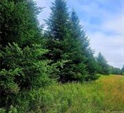 Private and Pristine! 31.68 acres of mature evergreen tree&rsquo;s will welcome you home. Build your future dream in the heart of the country. Close to the beautiful villiage of Jeffersonville and only a stones thow to the Delaware River National Park!