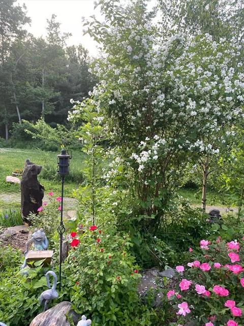 Yard