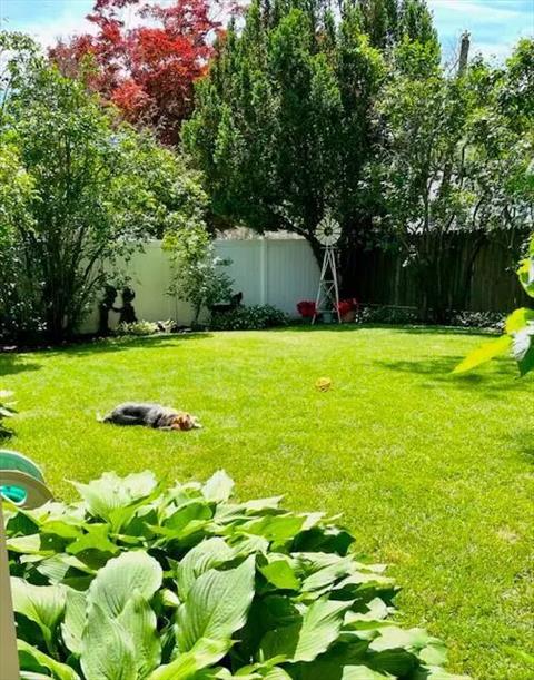 Yard