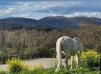 Minutes from Metro North and charming Cold Spring village, this equestrian paradise offers a rare blend of natural beauty and accessibility. Seller was meticulous in her assemblage of the property, from materials and construction to layout. With a state-of-the-art 16-stall banked metal barn with separate office/day room, indoor and outdoor arenas and an acre of fenced land ready for gardening, this property is a true gem for horse lovers and outdoor enthusiasts alike. The live-in space is a beautiful 2 bedroom 2 bath bathed in southern sunlight and complete with luxury finishes. Surrounded by majestic mountain vistas, you&rsquo;ll be treated to daily awe-inspiring sunset views from every corner of the property, making this a truly special place to call home. With over 85 acres of land, the possibilities are truly endless. Whether you envision building additional structures, creating hiking trails, or expanding into agricultural ventures, this property provides the space and cutting edge facilities to bring your vision to life. Easy to own and operate, big enough for a professional boarding facility, yet small enough for a private retreat. Whether youâ€™re a seasoned equestrian or looking to start a new chapter in the world of horses, this rare property is the perfect place to live, work, and play.