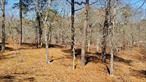 Wonderful partially cleared builders dream lot already with electricity available at the end of a cul-de-sac.  Incredible South facing sunlight.  Survey with topography available upon request.