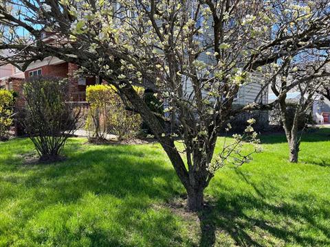 Yard
