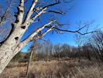 This 22 acre parcel in the Town of Rhinebeck is just minutes south of the Village. Lightly wooded with old stone walls and mature trees, there is plenty of road frontage on both Route 9G and Kerr Road. Located in the RC-5 zoning district.