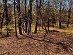 Discover a rare opportunity with these two separate expansive lots totaling 78.4 acres, less than 2 hours from NYC. Turn right on to the Taconic and be in NYC in less than 2 hours. Winding gated driveway leads to the A-Frame house, and another driveway leads to a pond site and an open field. Excellent development opportunity with cleared areas, pond sites, wetlands, roads and utilities in place , subdivision may be possible-- expand the already in place, electric, septic and well. The upper lot encompasses 64.74 acres, while the lower contiguous lot offers 13.66 acres -- both lots have frontage on Cold Spring Road. Subdivide, create affordable housing, an airstream campsite, an organic farm, a horse farm, solar or wind farm, a golf course, an intentional community, a car-free village, a giant sculpture park, or improve and renovate the A-frame with private park- like acreage-- it&rsquo;s up to your imagination and the planning board! There is flat cleared acreage interspersed with rolling forested hills, seasonal streams, rock outcroppings, and young and mature forests. Tons of beautiful ferns! Several benches pepper the landscapes for sitting and meditating. Mountain views may be available on the peaceful acreage. Historic stone walls line the entire property. Wetlands in the northeast corner of the upper lot, pond sites at main entrance, and mid-property. The Taconic must remain tree-lined. The main gated road leads to an A-Frame with a shed, well, septic system, foundation, and electric service in place- condition unknown. The house is not accessible as the condition is unknown- the decks are old and wood is not secure. No access to the A-Frame: Estate vacation home that has been unused for some time, conditions unknown. Cedar shingled roof is failing. This is a VERY exciting opportunity! Opportunity knocks once -- don&rsquo;t let this rare one pass you by. The Taconic State Parkway is located at the end of Cold Spring Road. Close to Red Hook, Rhinebeck, Pine Plains, & Millbrook.