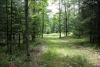 Beautifully wooded 6.17 acre building lot, privately located in Delaware Ridge Estates. Features include a drilled well, existing driveway and a partially cleared building site. This property is mostly level with mature trees and a stream that crosses the back corner of the property. Located just south of Callicoon, a charming hamlet offering numerous restaurants, shopping and access to the Delaware River.