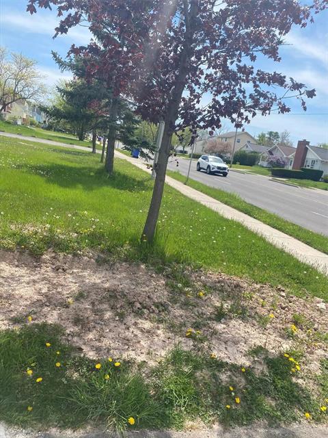 Yard