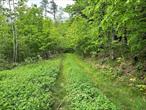 A unique opportunity to build on this stunning piece of land, just about a half acre of land, overlooking Blue Water Lake. Next to Huckleberry Ridge State Forest and only 10 minutes drive to downtown Port Jervis with great restaurants, coffee shops, art galleries and more.  Experience living in this serene location, in the Minisink School District. Building is subject to engineering, building permits and approvals which are the buyers responsibility. Zoned for a single family residential home.