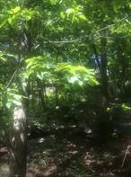 AO----Enjoy beautiful Greenwood Lake. Vacant Land ready for you to build your dream gateway Weekend or Summer home.Make this treasure your retreat place.The information has been provided by the Seller and has not been verified by the Broker.