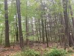 Private 50 X 200 Lot off Forestburg road on private Belair Rd. Would be Great for Vacationing in a Recreational Vehicleor possibly rent lot out to Campers as an air B&B. Great tourist area close to Casinos, Bethel Woods etc. Great Money Maker.Tax ID# 14.-1-80.15
