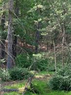 5.5 acres of private and Secluded land. Build a new home or vacation cabin. Quiet Area. Travel 30 minutes from your home site. and look what is available. Bethel Woods Performing Arts Center. Resort World Casino Indoor Water Park. Take a float trip down the Delaware River. Fish on the way down the river for Bass.Trout. and Shad. Camp along the river many spots for 30 miles.State Hunting Lands near by. your alarm clock is the birds singing. a must see. come up for a week end stay a life time. this is a flag shaped lot. once you brought in a contractor. can Easley push a 300 foot drive way in to your home place ment area. few loads of drive way rock.back blade and sooth gravel. you are there.