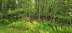 Looking for a spot to build your dream home? Look no further! This nice level wooded lot has a stream that runs through the front of the property. Located close to the towns of Barryville and Yulan. Just minutes from the majestic Delaware River. Schedule your appointment today!