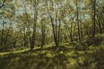 Down a quiet, unpaved stretch of Benton Hollow Road, just 10 minutes from the heart of Livingston Manor, this 8.56-acre parcel offers a rare blend of readiness and wildness. This is the kind of place where ideas can take shape beneath a canopy of maples and hemlocks, where the only sounds are birdsong and the distant hush of a wind moving through the hollow.The land is gently rolling, with dappled light and a roughed-in driveway already in place. Electric is available at the road, and recent perc tests are on file, so you can skip the red tape and start thinking about what you want to build. A modern cabin. A timber-frame retreat. A low-impact getaway that lets the landscape lead.Just a short drive away, Livingston Manor hums with small-town charm and creative energy. Start your morning with coffee and biscuits at The Walk In or a riverside sandwich from Main Street Farm. Browse the shelves at Upstream Wine, catch a live fire-pit set at The Kaatskeller, or book a dinner to remember at The DeBruce. And when the day is done, retreat back to the quiet of your own woods. Benton Hollow is the kind of place you donâ€™t stumble on often. Build something lastingâ€”or donâ€™t build at all. Either way, the space is yours. Conveniently located less than two hours from NYC, yet worlds away.