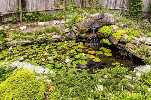 Pond
