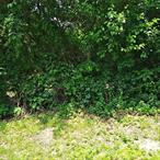 Spacious and leveled vacant lot for sale just shy of a half acre. Property faces Gray Ave., and also stretches from Barbara Ln. to Seymour Ln. Owner will make sale subject to permits and land division.