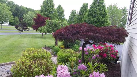 Yard