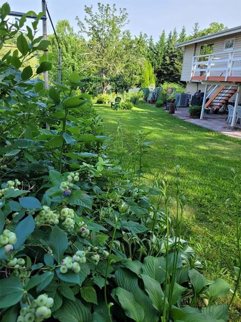 Yard