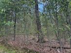 Rare French Clearing build able lot nestled within the trees..on our favorite road in Forestburgh. Privacy...seclusion and calm yet within walking distance to the Forestburgh General Store and Forage Pizza. Around the corner from the Forestburgh Playhouse..And within four miles to two separate reservoirs. The Rio Reservoir which is famous for Eagle sightings and Fishing. Grab your kayak/canoe and your bathing suit to enjoy. The Swinging Bridge Reservoir is a motorboat fun place to be!Two hours or less to the GW Bridge. 15/20 minute to the bus or train to NYC.This is a simple easy to build lot come see and grab..ready for your getaway dream pla