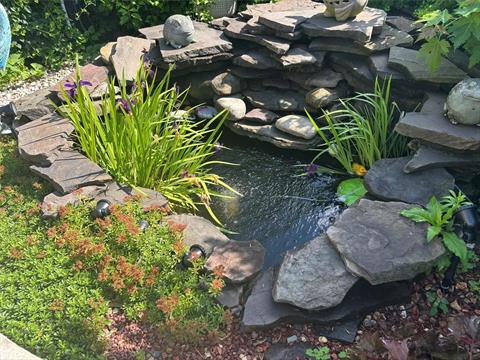 Pond