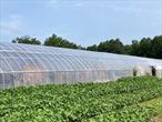 Zoned RA-5 32.5 Acres Homestead, Agricultural.commercial zone 2 Acres up front on route 208 blance of thirty acres zoned. Active vegetable farm growing specialty cultural varieties. 11 large, well constructed green houses, on 32.5 acres, large open field, mowed pasture next to the green houses not being utilized for anything presently. Long road frontage on Route 208. Large pond on the back part of the property and a 14, 000 sq feet, older well constructed barn. Two homes on the property, one 4 BR, 2 Bath second one 2 BR, 1 bath. It gets even better! LOCATION LOCATION ORANGE COUNTY ONE OF THE LEADING GROTH RATE COUNTIES. Possible subdivision possibilities to help solve our housing shortage. Bring your plans to the planning board. There might be other varieties of plants that the soil or location would thrive in, and be suitable for.Apple orchard? Town of Walden has a beautiful hiking trail that borders this property, has free parking, and it is paved. flower arrangements in center area add a local caring to embrace natures beauty. Young, old and in between are getting out in the sun getting the exercise, stopping to sit on a bench. It can&rsquo;t get any better. Make new friends when you least expect it. Someone once said , come up for a week end and stay a life time.