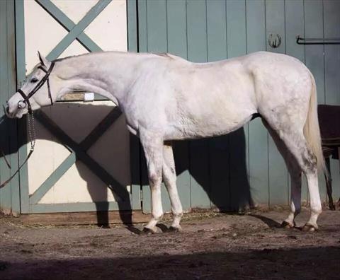 Stable