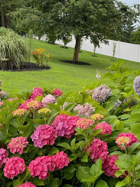 Yard