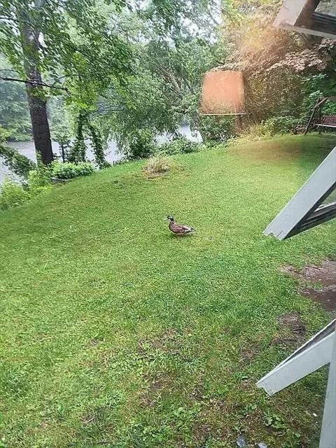 Yard