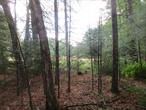 This is a Remarkable Find of 1.4 Rural Acres for your new home dreams to come true. Picturesque, Peaceful and Private lightlywooded country property yet conveniently located near City of Port Jervis for all services including restaurants, shopping, I-84 Highway and Metro North train station. Bring your builder and put your plans in motion to enjoy all the benefitsoffered by this lovely country property surrounded by nature.