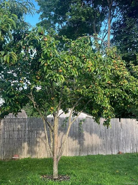 Yard