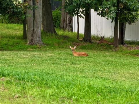 Yard