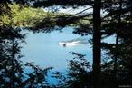 This stunning home site, adjacent to Lot 1, consists of lush forests full of evergreens and hardwoods. However, the change in elevation allows for 2 home sites. The first site is close to the 413â€™ of Lake Frontage that is facing north to the mountains and surrounded by mature trees. The second site, much higher, allows for longer views with a gravel driveway to the water below. An old carriage trail runs along the shoreline here and there is a high cliff on one end of the lot and a more gradual access on the other for access to Swinging Bridge Reservoir. Located at the Chapin Estate, a 4-season gated residential preserve on 2500 acres of pristine forest lands bordering 14, 000 acres of forever wild conservation properties. Unique attributes include: 1, 750 acres of fresh water lakes and trout streams; 9+ miles of hiking, biking and snow shoe trails; Members only Lake Club; Security patrolled and Concierge Services. Also located within our gates is The Chatwal Lodge - a wonderful amenity for the residents and guests. Book a weekend to see what the Chapin lifestyle has to offer. Conveniently located less than 2 hours from Mid-Town Manhattan and even less from North Jersey. Bring your own builder or use on of the recommended craftsmen from our area.Nestled in the heart of the Catskills, Sullivan County offers a rare blend of natural grandeur and cultural sophistication. Known for its pristine lakes, protected forests, and sweeping mountain vistas, the region is a sanctuary for those seeking tranquility without sacrificing access to world-class amenities.From the storied banks of the Delaware River to the exclusive enclaves of The Chapin Estate, Sullivan County is home to some of New Yorkâ€™s most coveted private retreats. Residents enjoy four-season recreationâ€”kayaking, hiking, fly fishing, and snowshoeingâ€”alongside curated experiences like concerts at Bethel Woods Center for the Arts, farm-to-table dining, and boutique shopping in towns like Narrowsburg and Callicoon.With its proximity to Manhattan and North Jersey, Sullivan County offers effortless escape and enduring value. Whether you&rsquo;re seeking a legacy estate, a waterfront haven, or a modern mountain lodge, this region invites you to live beautifully, surrounded by nature and steeped in possibility.Located at Captivating lake front view at the Chapin Estate, Lumberland, New York 12737, this Land is for Sale with a price of $625, 000. This listing encompasses a lot of 5.65 Acre(s). See all Homes for Sale in Lumberland.