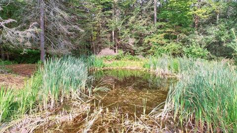 Pond