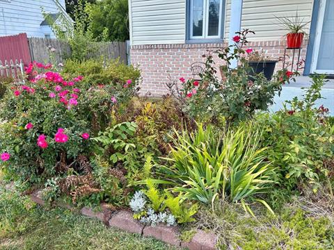 Yard