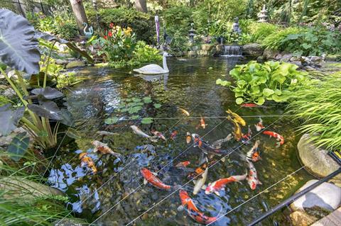 Pond
