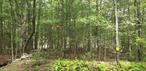 This 10-acre property is situated on a quiet country road in Mountaindale. The driveway has been partially constructed, and a home site has been cleared, making it ready for your future weekend retreat or year-round residence. Experience an abundance of wildlife and enjoy the peaceful surroundings throughout the year.