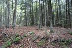 2.5 wooded acres set in the scenic upper Delaware River Valley. Centrally located between Long Eddy and Hancock, New York. You are in the prime trout fishing area of the Catskills of upstate, New York.