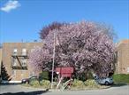 AMAZING LOW PRICE: This lovely 2 bedroom unit is ready for your updates!! Built-in value with room for a new kitchen, bath, and more. Awesome location.....Walk to Schools, Train Station, etc. Close enough to all amenities, yet very quiet, tranquil, and private. Marina&rsquo;s Edge is the only complex in ALL OF WESTCHESTER that offers a PRIVATE BEACH. You&rsquo;re gonna love the easy breezy beach style living we offer here! Very spacious 2 Bedroom, 1 Bathroom Features one of the lowest Monthly Maintenance fees we&rsquo;ve found; $995 includes, heat, water, and seasonal beach access! GET MORE FOR YOUR MONEY! Renovations are approved and easy to complete. The unit offers: Eat in Kitchen, Dishwasher, Updated Bath, Hardwood Floors, and ample storage. Marina&rsquo;s Edge is a pet friendly community! Grilling and outdoor living is encouraged for owners. The neighborhood is a wonderfully convenient location: walk to everything, Walk to Railroad, Buses, Public Parks, Delicious Restaurants, Schools, Shopping & Entertainment. Only 25 minutes to NYC/ Manhattan. Don&rsquo;t miss the opportunity to own this SPACIOUS 2 bedroom Cooperative. Indoor & Outdoor Parking is available. Make it yours today! >>> CASH OFFERS PLEASE <<<